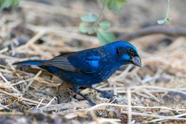 istock Blue Bunting Male on the Ground 948163686