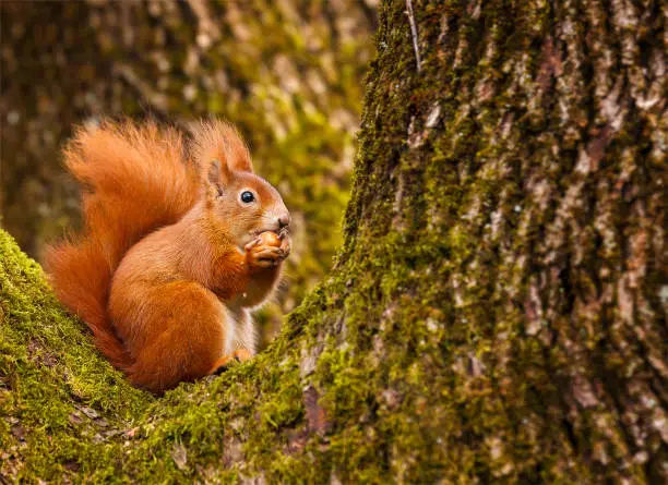 Photo of Red squirrel munching on a hazel nut