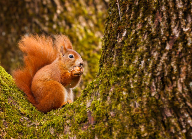 Czerwona wiewiórka munching na orzech leszczyny – zdjęcie