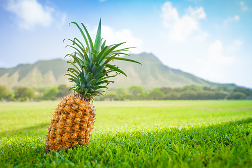 Pineapple in a field against Diamond head volcano on the Hawaii island of Oahu.