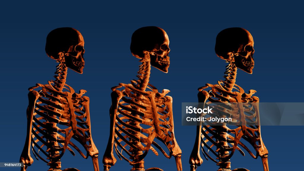 Skeleton Rows Three Row Human Skeleton On Blue Bg Stock Illustration - Download Image ...