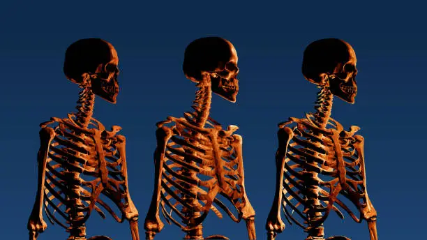 Vector illustration of Three row human skeleton on blue BG