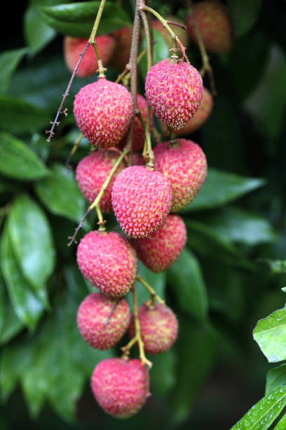 istock Its lychee picking time at ranisonkoil, thakurgoan, Bangladesh. 948170302
