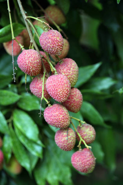 istock Its lychee picking time at ranisonkoil, thakurgoan, Bangladesh. 948170842