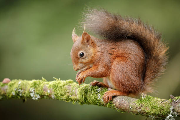 Britische rote Eichhörnchen – Foto
