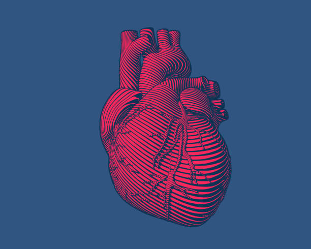 Engraving red human heart modern style on blue BG Engraving red human heart with flow line art stroke isolated on blue BG human heart stock illustrations