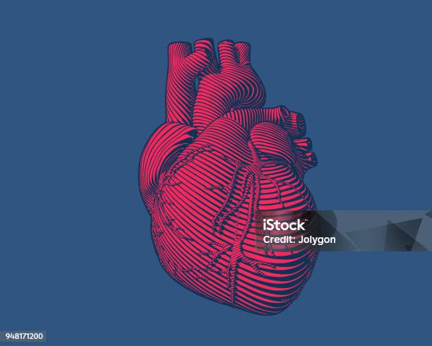 Engraving Red Human Heart Modern Style On Blue Bg Stock Illustration - Download Image Now - Heart - Internal Organ, Human Heart, Anatomy