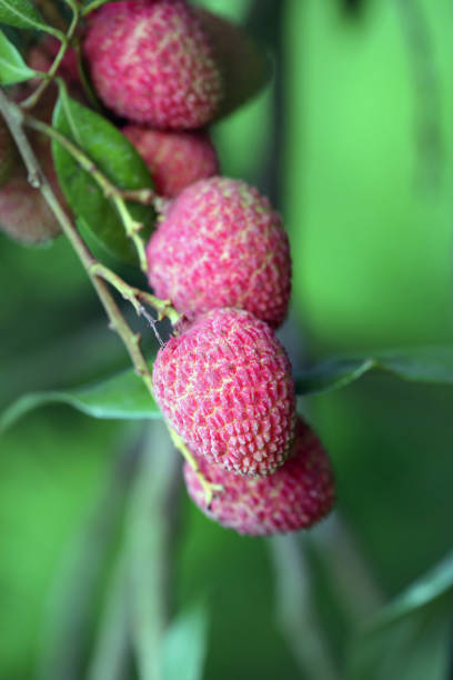 istock Its lychee picking time at ranisonkoil, thakurgoan, Bangladesh. 948171338