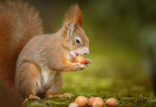 A red squirrel with multiple hazelnuts
