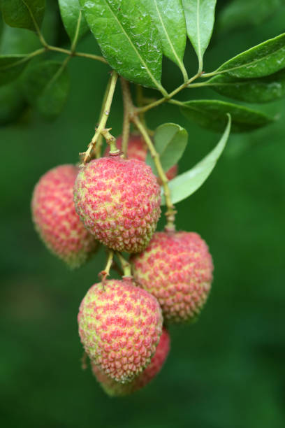 istock Its lychee picking time at ranisonkoil, thakurgoan, Bangladesh. 948171858