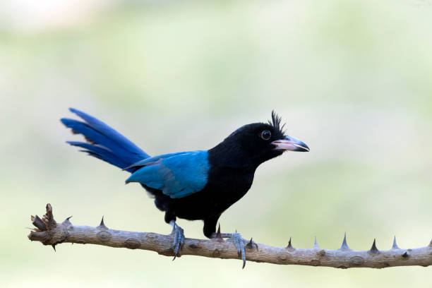 istock San Blas Jay on a Thorny Stick 948175864