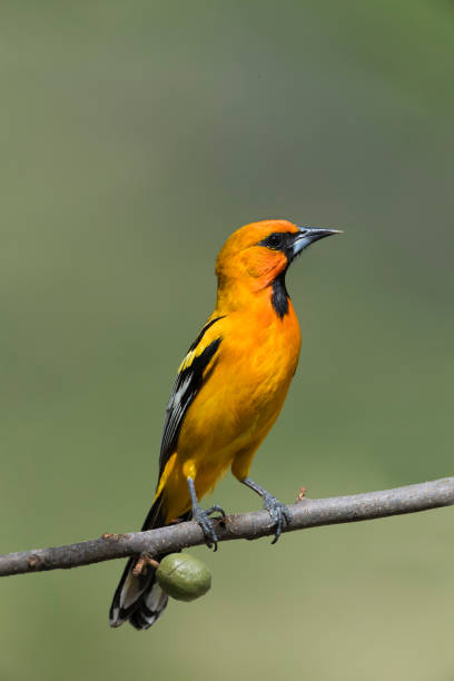 istock Streak-backed Oriole Male 948176406
