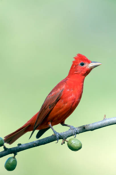 istock Summer Tanager Male with Crest Up 948176532