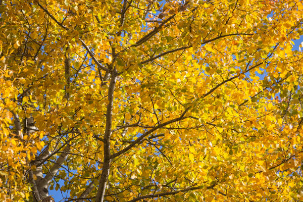 istock Autumn in the woods 948176740