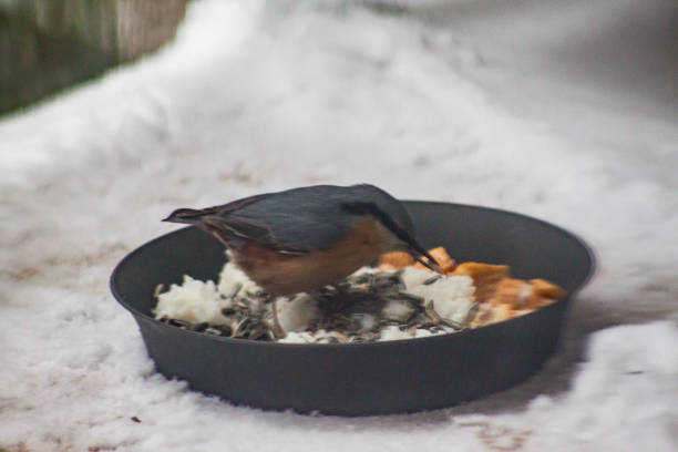 istock Beautiful small tit bird feeding in hard winter times 948177038