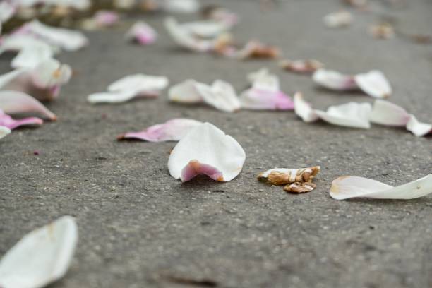 istock Magnolia leaves on the road. 948177462