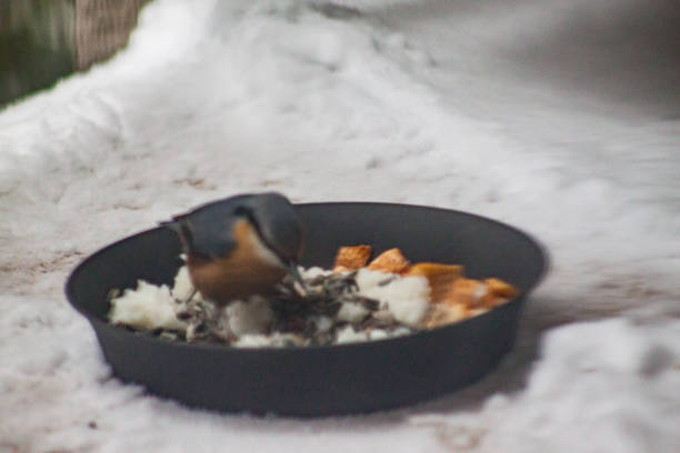 istock Beautiful small tit bird feeding in hard winter times 948177850