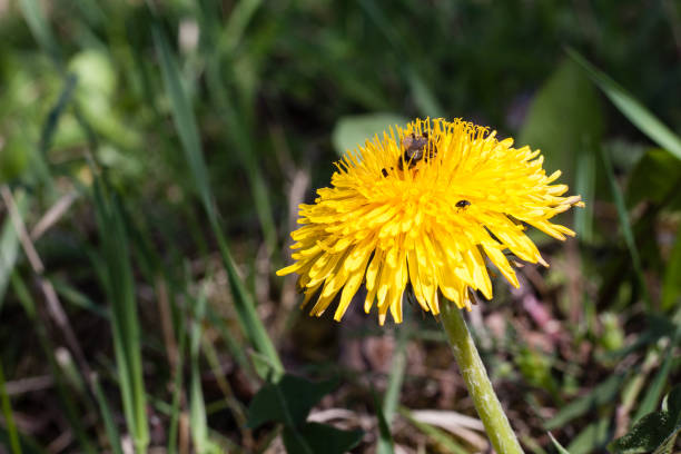 istock Beautiful dandelion in green fesh grass 948178026