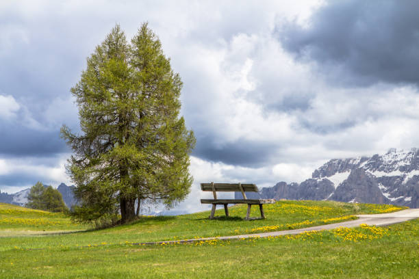Lonely bench on the dandelions field and mountains in clouds in the background