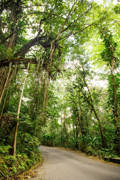 istock Jungle in the Caribbean in Jamaica 948183144