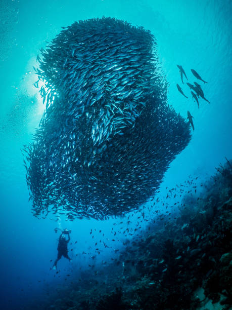istock Group of fish in the sea 948183420