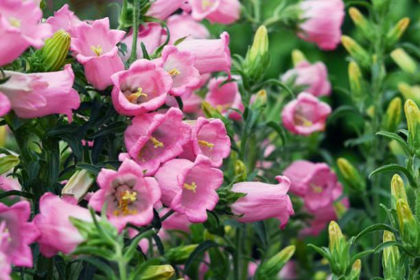 i fiori rosa suonano il punto. la varietà campanula punctata. - punctata foto e immagini stock