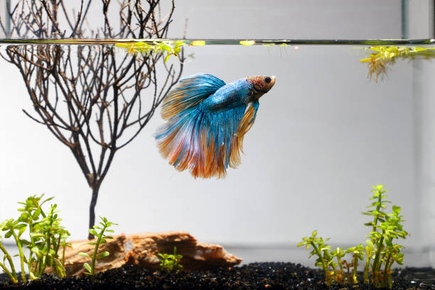 Betta Fish Betta Fish siamese fighting fish stock pictures, royalty-free photos & images