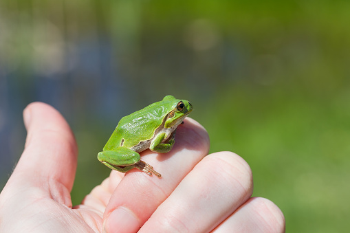 European Green Tree Frog on Hand, blur green background, Isola della Cona, Monfalcone, Italy, amphibian, frog, full frame, copy space