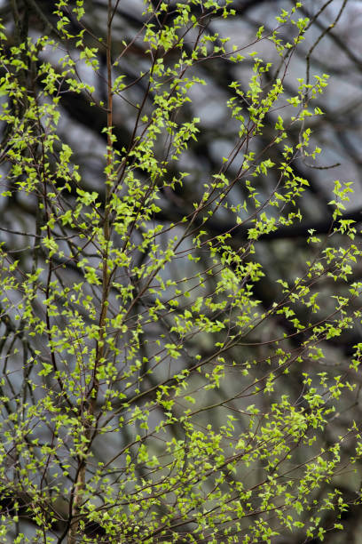istock Twigs and branches of birch tree with fresh spring leaves. 948198464