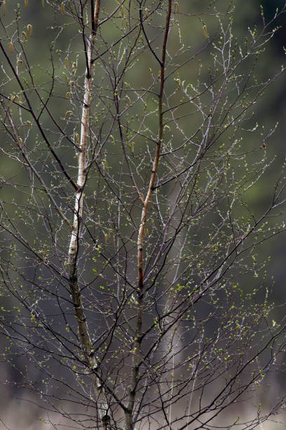 istock Twigs and branches of birch tree with fresh spring leaves. 948198570