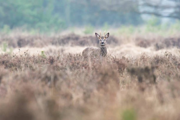 istock Young roe deer buck in field with heather bushes. Looking straight into camera. 948198720