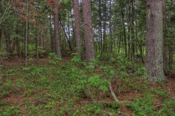 istock Summer in Schoolcraft State Park located in Northern Minnesota 948204888