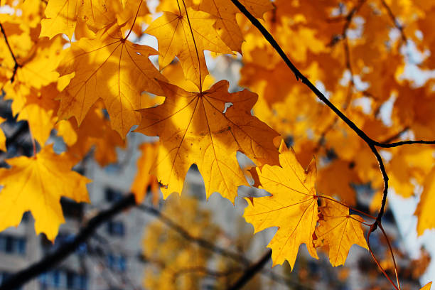 liście klonu norwegii lub cer platanoides jesienią na światło słoneczne z bokeh tle. - leaf maple maple leaf autumn zdjęcia i obrazy z banku zdjęć