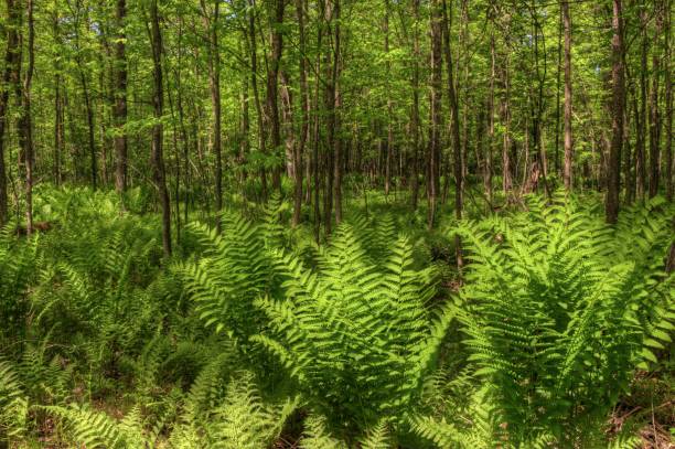 istock Summer in Schoolcraft State Park located in Northern Minnesota 948205546