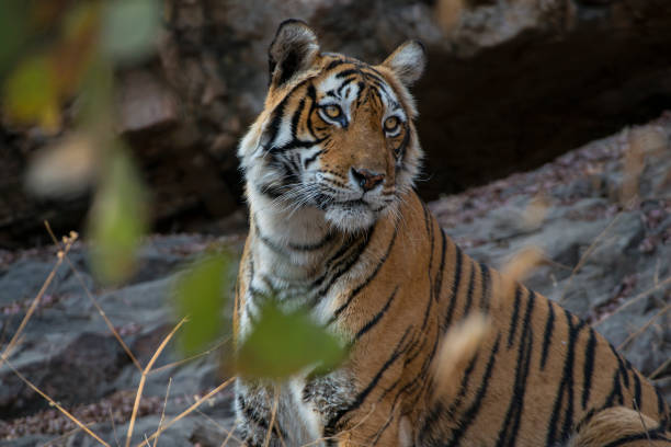 istock Bengal tiger (Panthera tigris tigris) in Ranthambhore National Park 948205642
