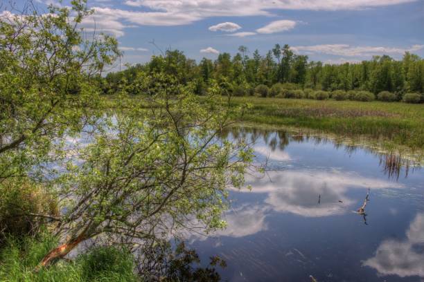 istock Summer in Schoolcraft State Park located in Northern Minnesota 948208322