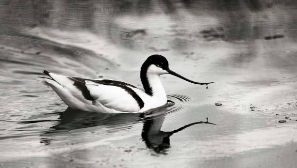 Slimbridge in Gloucestershire is home to the Wildfowl and Wetland Trust.\nThe Pied Avocet is the emblem of the Royal Society for Protection of Birds.