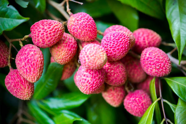 istock Its lychee picking time at ranisonkoil, thakurgoan, Bangladesh. 948230952
