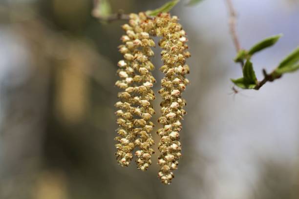 istock Flowers of a Yellow birch 948231134