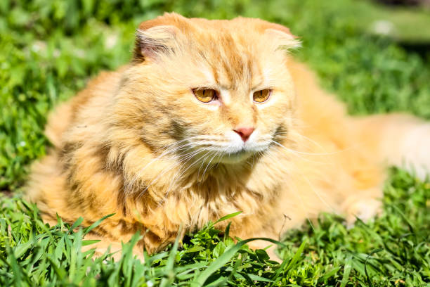 istock Cat in the Green Grass in Summer. 948231764