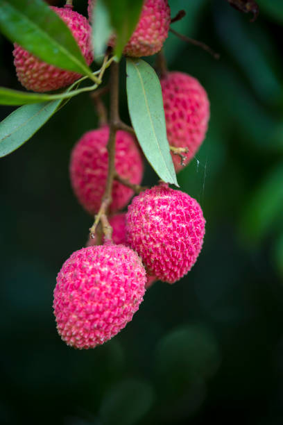 Its lychee picking time at ranisonkoil, thakurgoan, Bangladesh.