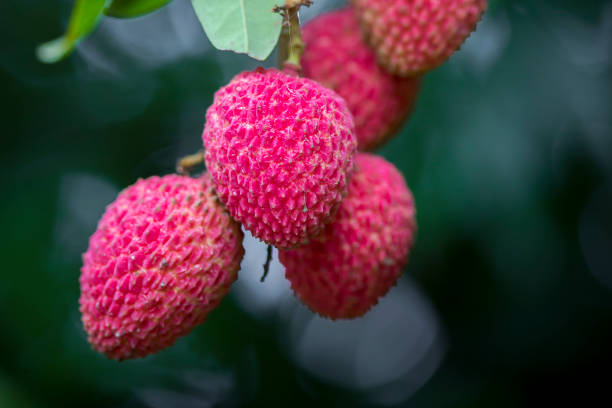 istock Its lychee picking time at ranisonkoil, thakurgoan, Bangladesh. 948232564
