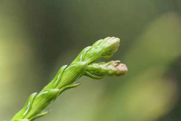 Photo of Young shoot of a hiba tree (Thujopsis dolabrata)