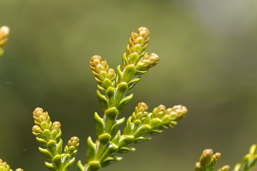 Young shoot with needles of a hiba tree (Thujopsis dolabrata)