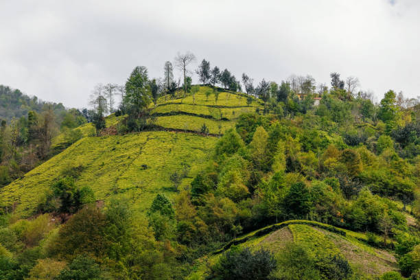 istock Forest of gree tree in national park 948239490