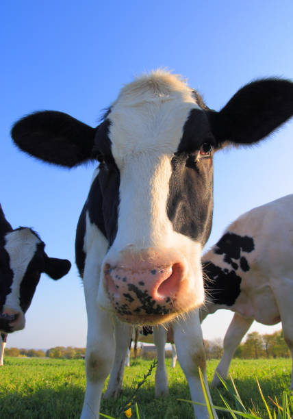 istock Portrait of curious Holstein cow 948239588