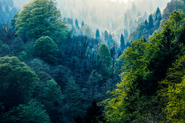 Forest of gree tree in national park