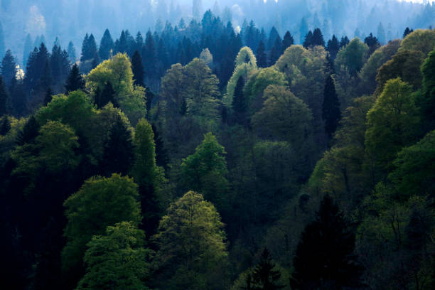 istock Forest of gree tree in national park 948240540