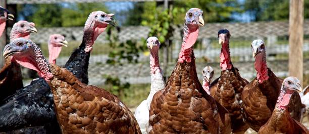 Turkeys stock photo