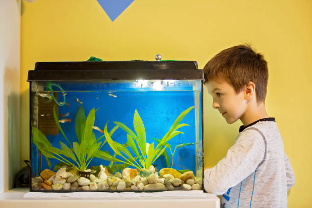 criança, estudando peixes em um tanque de peixes, aquário - think tank fotos - fotografias e filmes do acervo